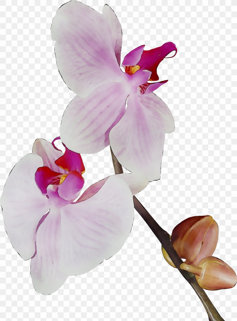 Moth Orchids Cut Flowers Plant Stem, PNG, 1430x1936px, Moth Orchids, Artificial Flower, Blossom, Branch, Cattleya Download Free