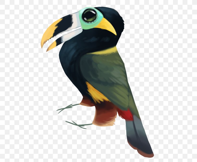 Toucan Beak Fauna Macaw, PNG, 500x674px, Toucan, Beak, Bird, Fauna, Macaw Download Free