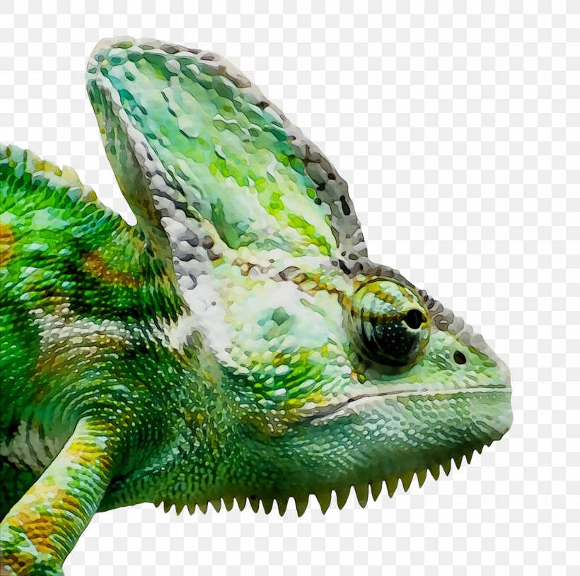Chameleons Reptile Lizard Common Iguanas Panther Chameleon, PNG, 1507x1499px, Chameleons, Adaptation, Agama, Agamid Lizards, Animal Download Free