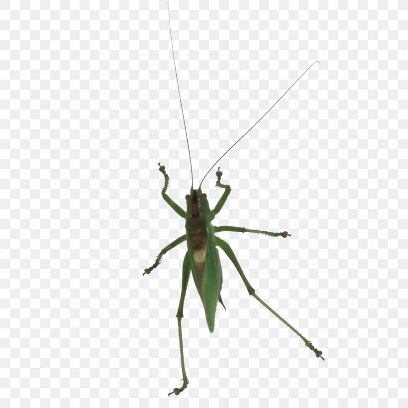 Pterygota Grasshopper Cricket Invertebrate Pest, PNG, 894x894px, Pterygota, Arthropod, Cricket, Cricket Like Insect, Cricket Wireless Download Free
