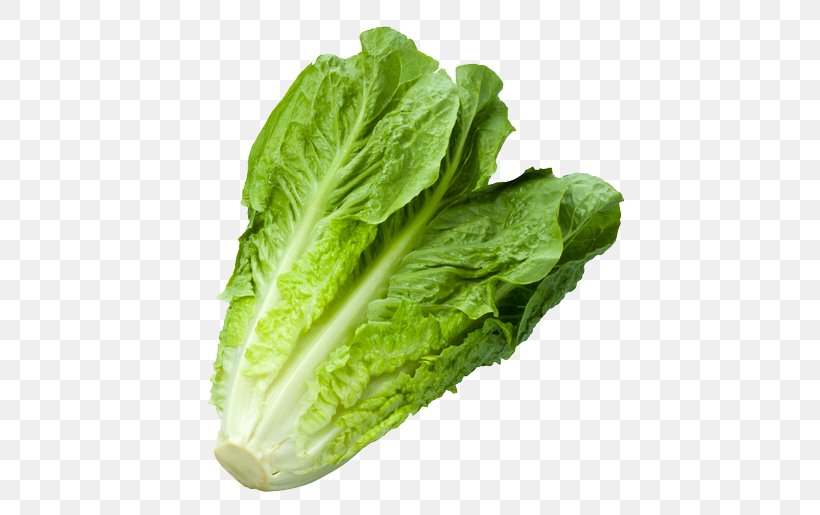 Romaine Lettuce Iceberg Lettuce Vegetable Food Leaf Lettuce, PNG, 515x515px, Romaine Lettuce, Cabbage, Celtuce, Chard, Choy Sum Download Free