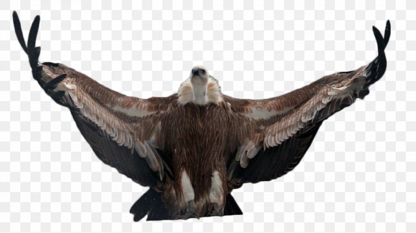 Vulture Common Buzzard Eagle Fauna, PNG, 1280x720px, Vulture, Accipitriformes, Animal, Beak, Bird Download Free