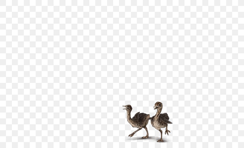 Common Ostrich Flightless Bird Camel Ratite, PNG, 640x500px, Common Ostrich, Animal, Beak, Bird, Camel Download Free