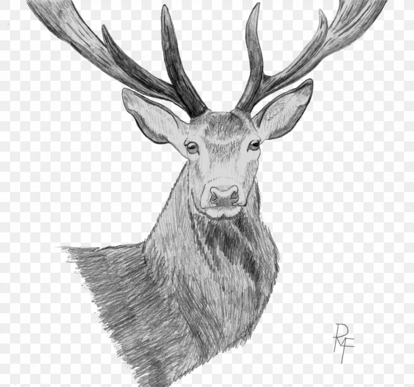 Elk Reindeer Drawing Sketch, PNG, 1024x957px, Elk, Antler, Art, Art Museum, Black And White Download Free
