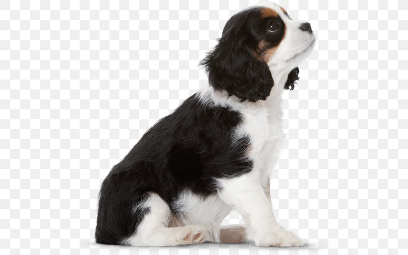 English Springer Spaniel Cavalier King Charles Spaniel Puppy Dog Breed, PNG, 537x513px, English Springer Spaniel, Breed, Carnivoran, Cavalier King Charles Spaniel, Companion Dog Download Free