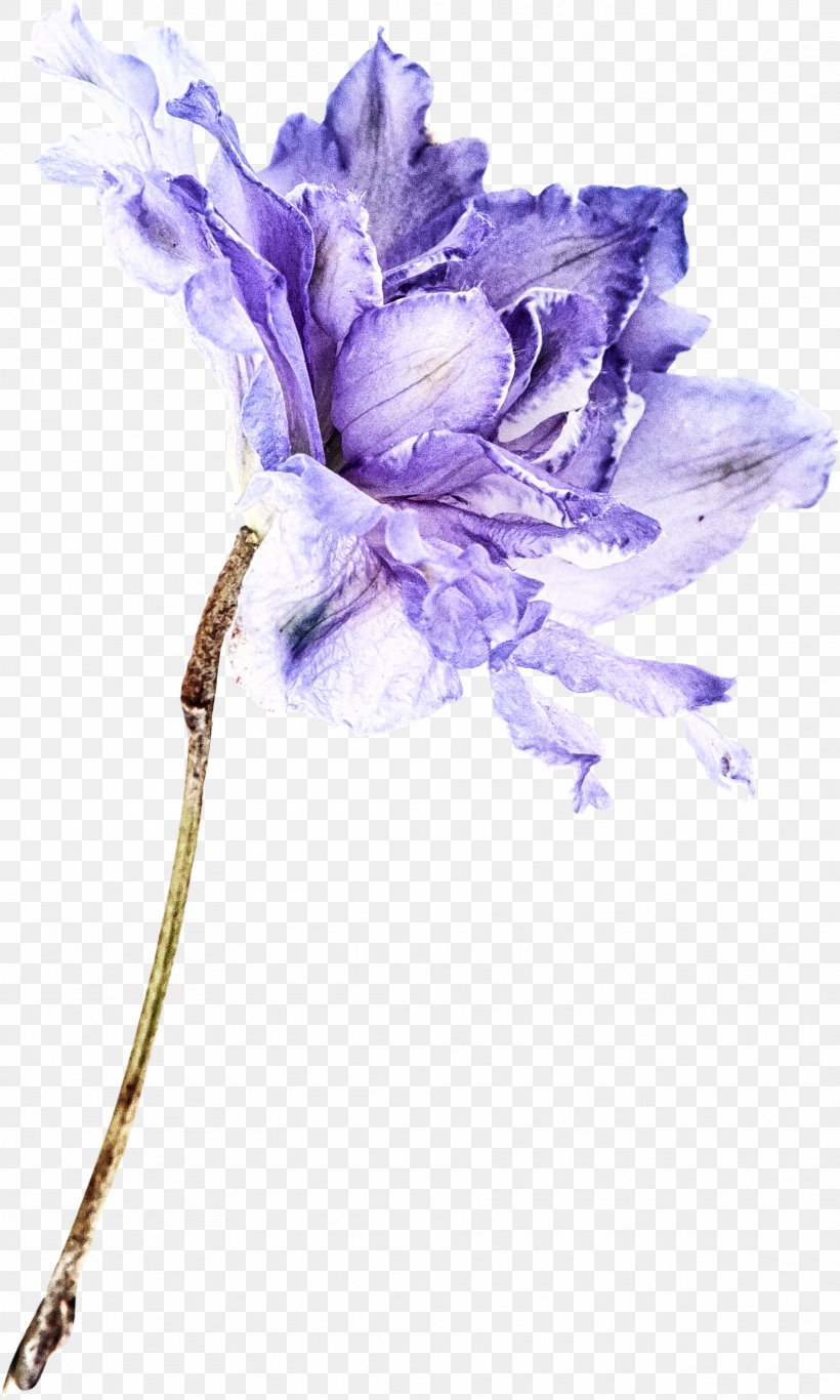 Flowers Background, PNG, 1871x3117px, Cut Flowers, Botany, Delphinium, Flower, Flowering Plant Download Free