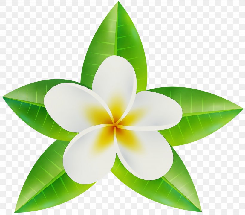 Petal Flower Leaf Plant Flowering Plant, PNG, 3000x2634px, Watercolor, Flower, Flowering Plant, Frangipani, Leaf Download Free