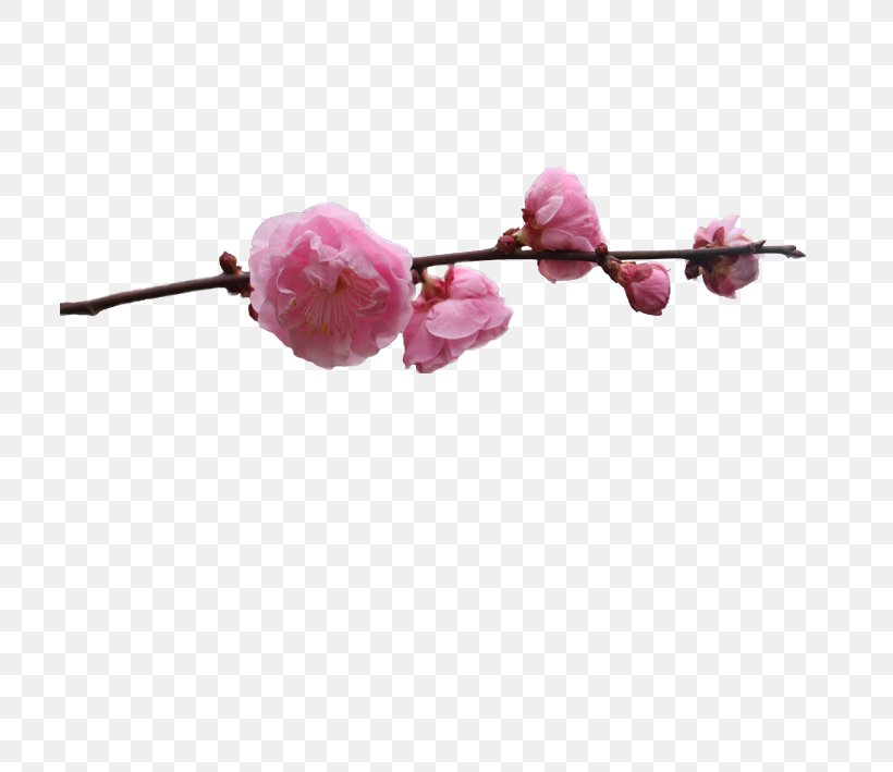 Plum Blossom, PNG, 709x709px, Blossom, Bead, Body Jewelry, Branch, Cherry Download Free