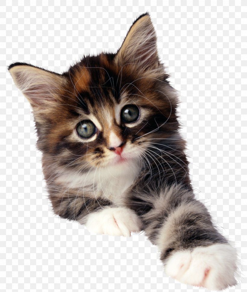 Cat Kitten Image Stock.xchng Photograph, PNG, 2162x2556px, Cat, American Wirehair, Carnivoran, Cat Like Mammal, Domestic Long Haired Cat Download Free