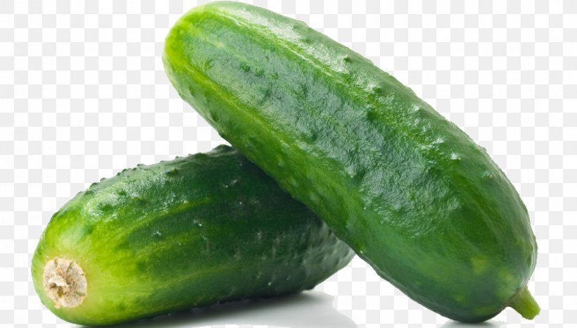 Cucumber Vegetable Food Fruit Gardening, PNG, 843x480px, Cucumber, Bulb, Cucumber Gourd And Melon Family, Cucumis, Food Download Free