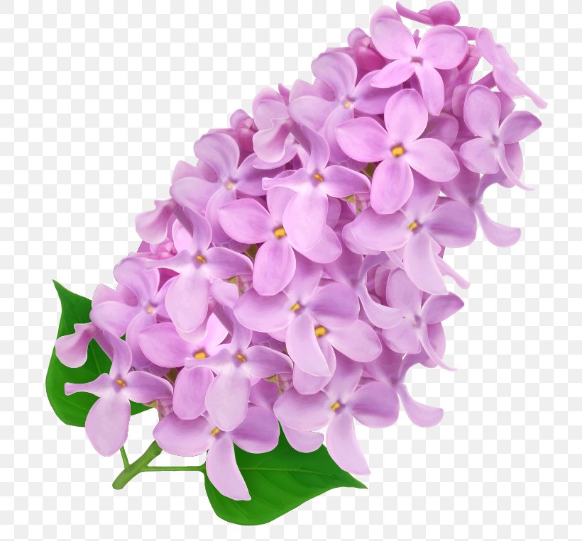 Design Flower Image Hyacinth Vector Graphics, PNG, 724x763px, Flower, Cut Flowers, Designer, Floral Design, Flowering Plant Download Free