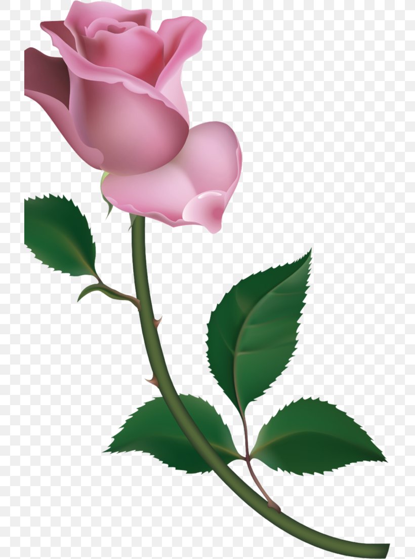 Garden Roses Cabbage Rose Petal Bud Clip Art, PNG, 723x1104px, Garden Roses, Branch, Bud, Cabbage Rose, Columbidae Download Free