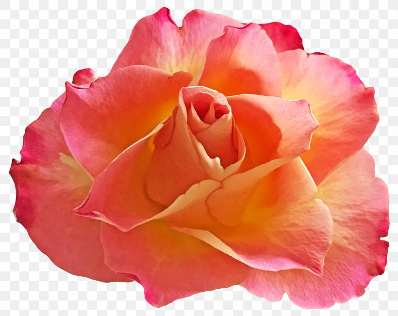 Garden Roses Centifolia Roses Floribunda Cut Flowers Petal, PNG, 1200x955px, Garden Roses, Centifolia Roses, China Rose, Chinese Cuisine, Close Up Download Free