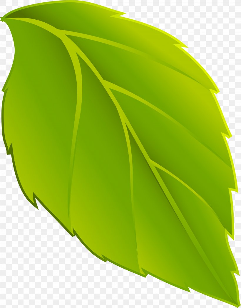 Leaf Animation Plant, PNG, 3898x4989px, Leaf, Animation, Banana Leaf, Green, Photosynthesis Download Free