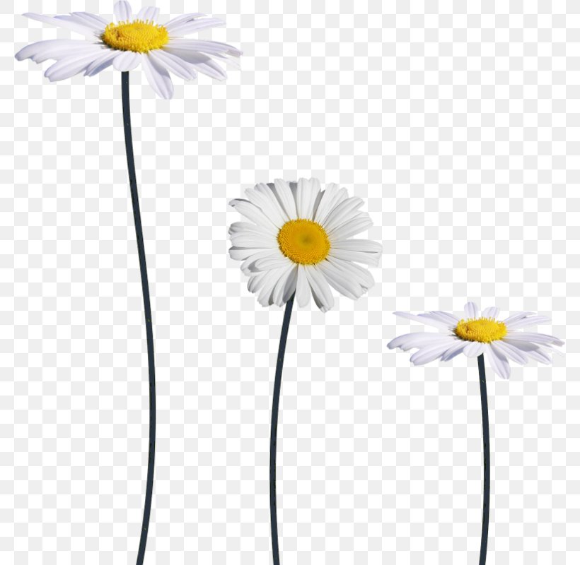 Flowering Plant Gerbera Plant Stem, PNG, 780x800px, Common Daisy, Cut Flowers, Daisy, Daisy Family, Flora Download Free