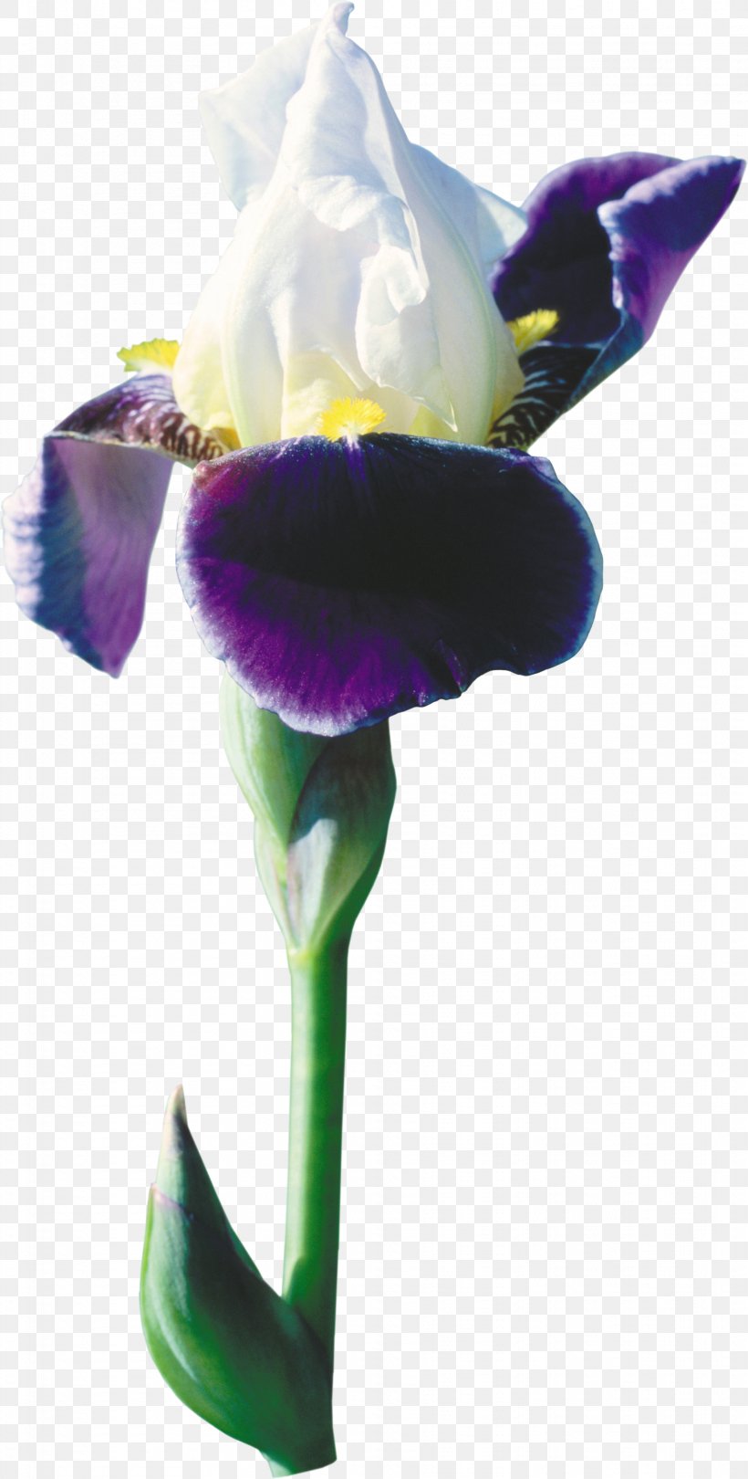 Wall Iris Flower Iris Germanica Netted Iris Iris Croatica, PNG, 1822x3600px, Wall Iris, Flora, Flower, Flowering Plant, Iris Download Free