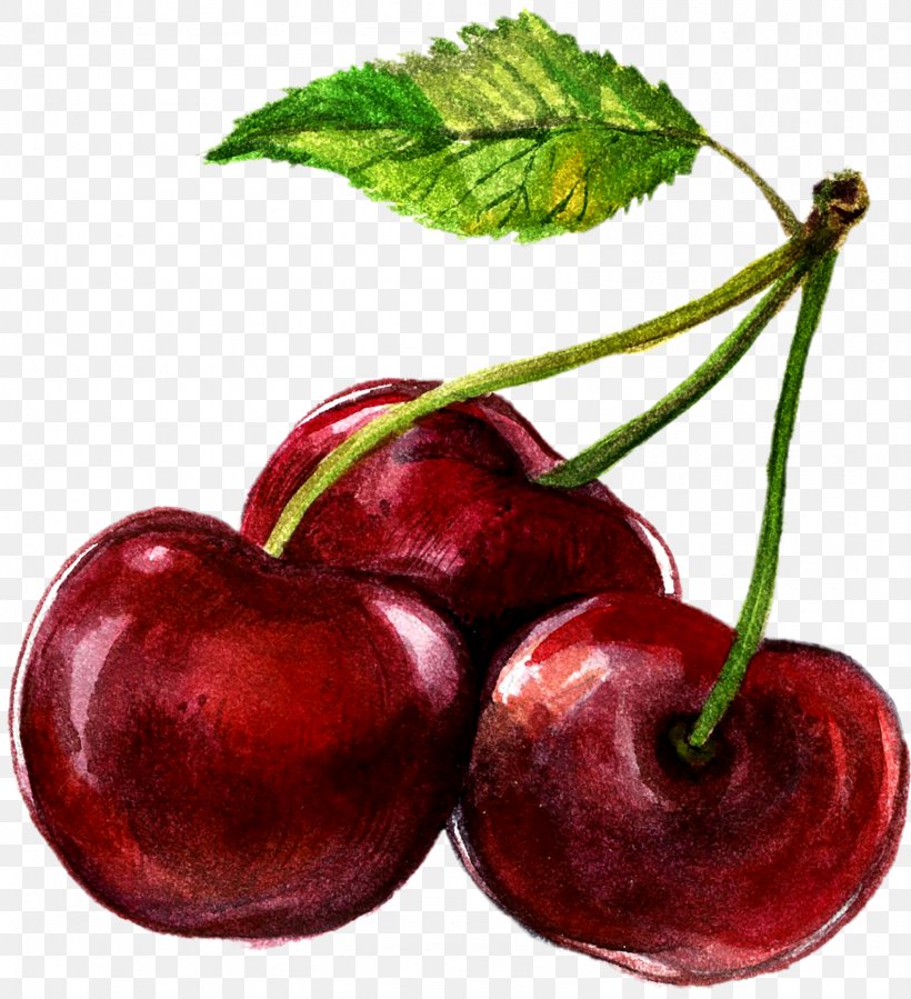Watercolor Painting Cherry Illustration, PNG, 1586x1739px, Watercolor Painting, Accessory Fruit, Apple, Art, Cerasus Download Free