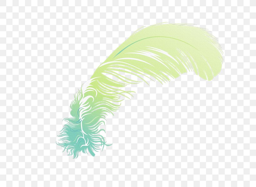 Feather, PNG, 800x600px, Feather, Green, Quill Download Free