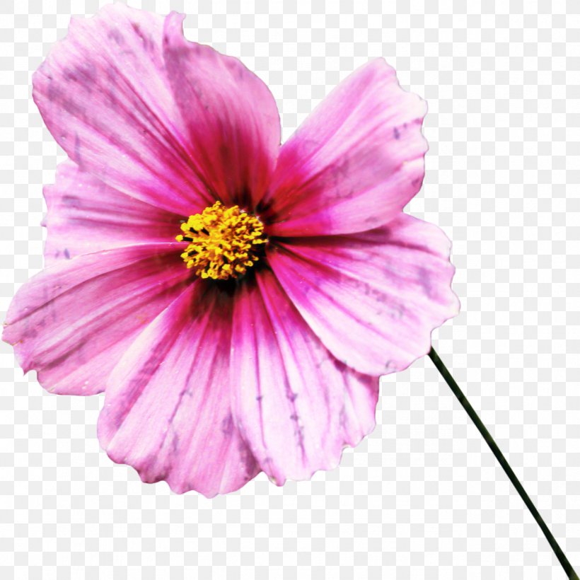 Garden Cosmos Panorama Image Annual Plant Cut Flowers, PNG, 1277x1277px, Garden Cosmos, Annual Plant, Asterales, Botany, Cosmos Download Free