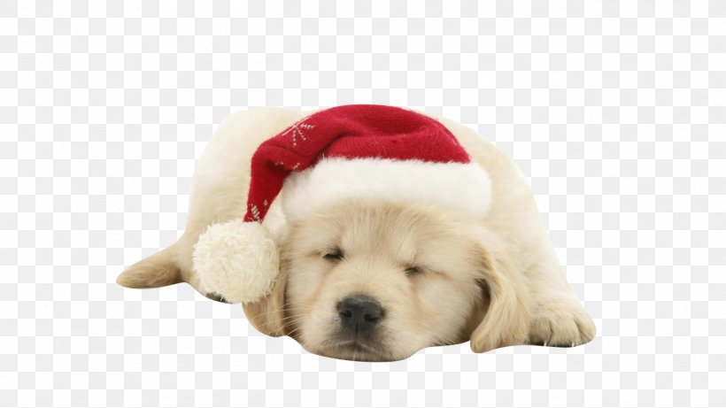 Puppy Dog Santa Claus Christmas Wallpaper, PNG, 1366x768px, Puppy, Carnivoran, Christmas, Christmas Elf, Christmas Gift Download Free