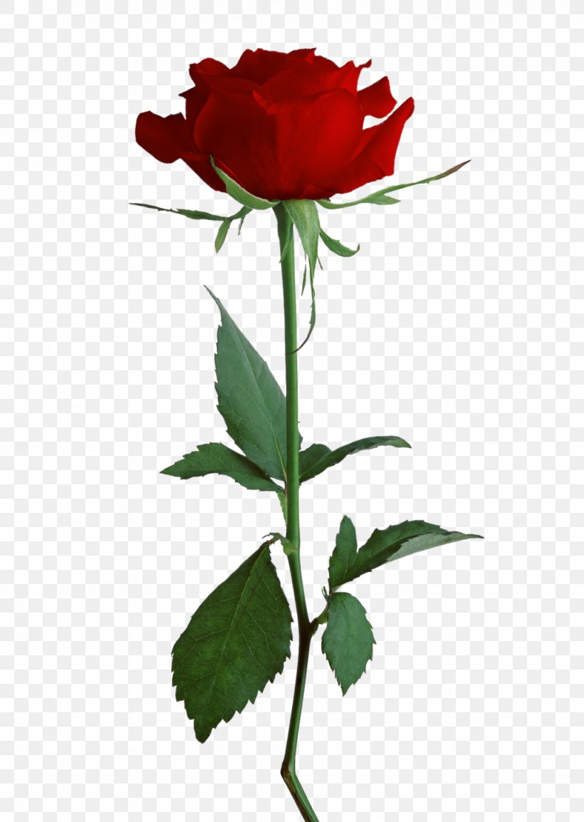 Rose Clip Art, PNG, 1024x1442px, Rose, Bud, Cut Flowers, Floristry, Flower Download Free
