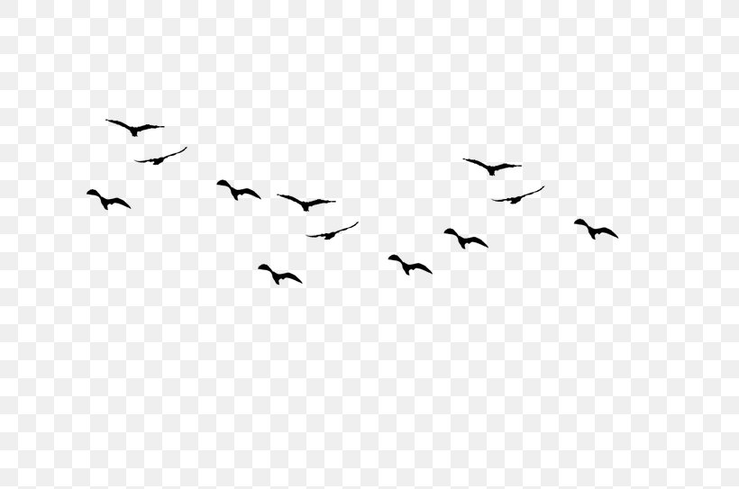 Swallow Bird, PNG, 723x543px, Bird, Animal Migration, Barn Swallow, Bird Flight, Bird Migration Download Free