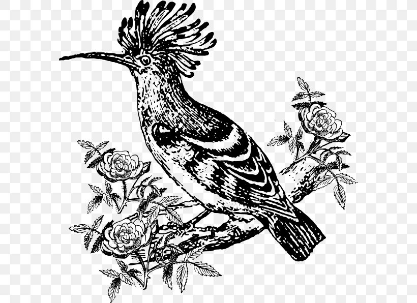 Drawing Bird Beak Image Feather, PNG, 588x596px, Drawing, Animal, Beak, Bird, Coloring Book Download Free