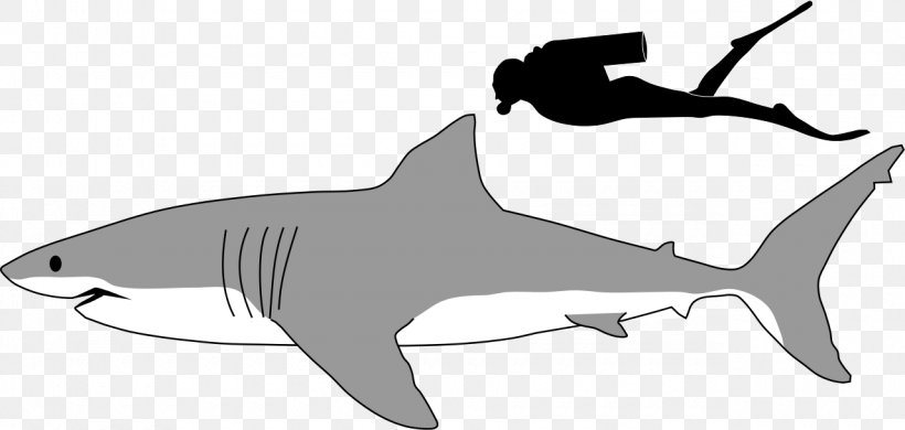 Great White Shark Megalodon Lamniformes Tiger Shark Clip Art, PNG, 1280x610px, Great White Shark, Apex Predator, Basking Shark, Black, Black And White Download Free