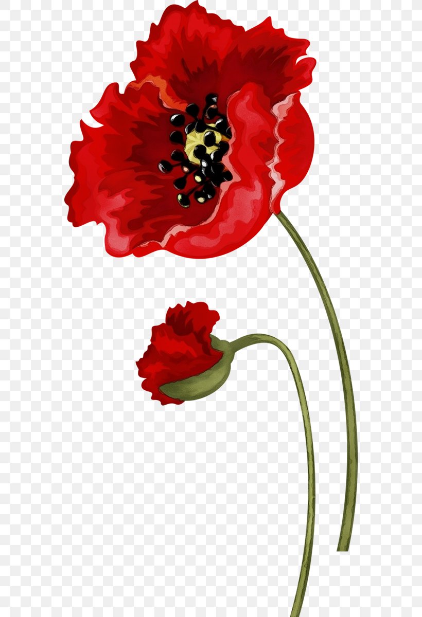 Red Flower Plant Petal Corn Poppy, PNG, 570x1200px, Watercolor, Coquelicot, Corn Poppy, Cut Flowers, Flower Download Free