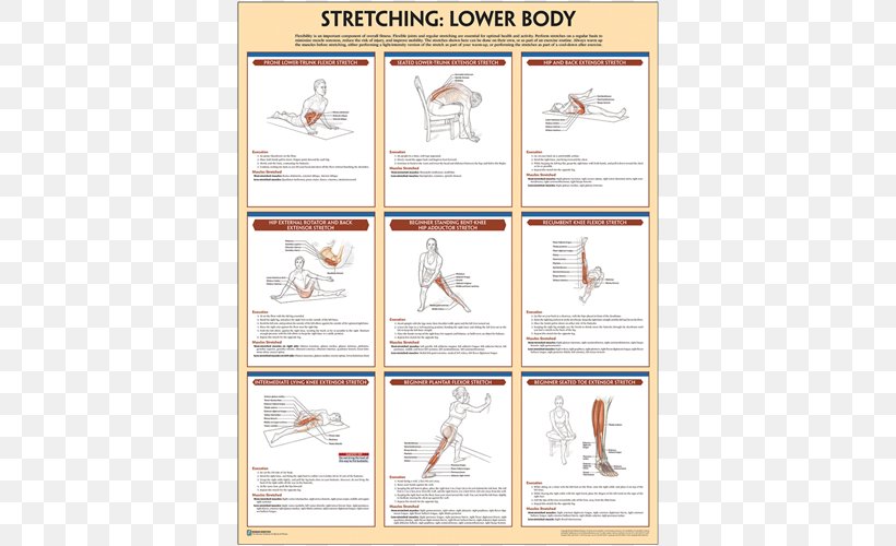 Stretching Poster Paper Exercise, PNG, 500x500px, Stretching, Amazoncom, Anatomy, Area, Brand Download Free