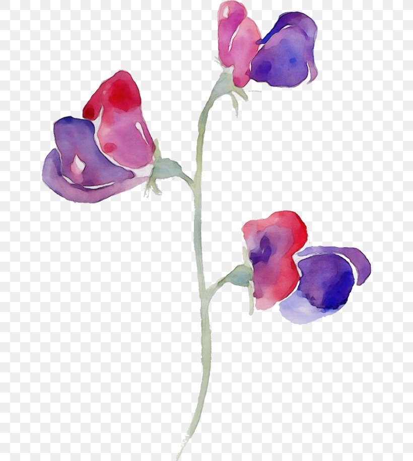 Sweet Pea Flower, PNG, 654x916px, Watercolor, Artificial Flower, Cut Flowers, Flower, Magenta Download Free