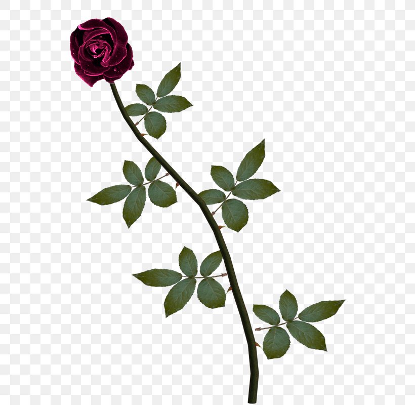 Pink Flower Cartoon, PNG, 566x800px, Rose, Anniversary, Botany, Branch, Bud Download Free
