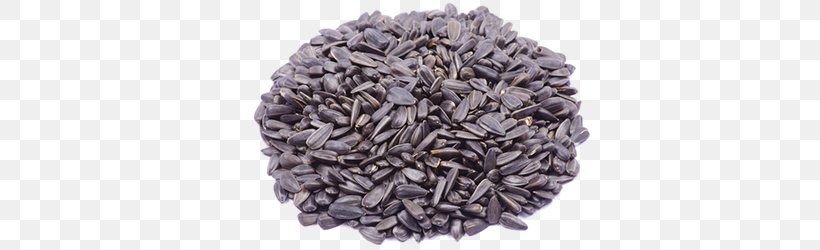 Common Sunflower Sunflower Seed, PNG, 500x250px, Common Sunflower, Art, Commodity, Drawing, Food Download Free