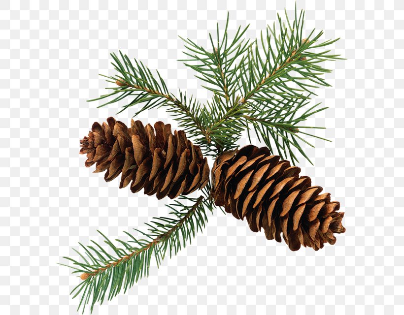Conifer Cone Scots Pine Clip Art Fir, PNG, 592x640px, Conifer Cone, Christmas Ornament, Conifer, Conifers, Coulter Pine Download Free