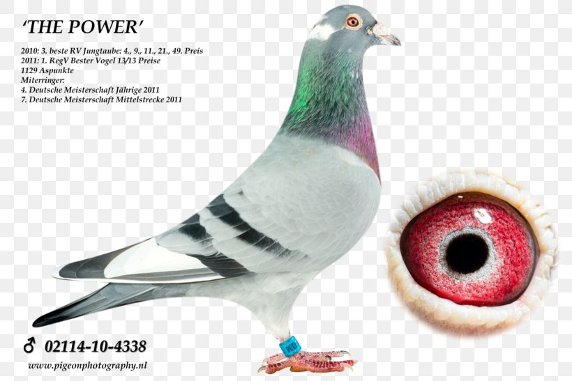 Homing Pigeon Columbidae Racing Homer Pigeon Racing Cat, PNG, 820x547px, Homing Pigeon, Advertising, Beak, Bird, Breed Download Free