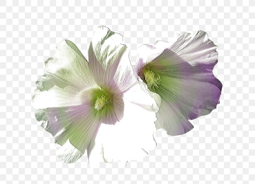 Mallow RGB Color Model Creativity, PNG, 699x591px, Mallow, Alstroemeriaceae, Annual Plant, Color, Computer Software Download Free