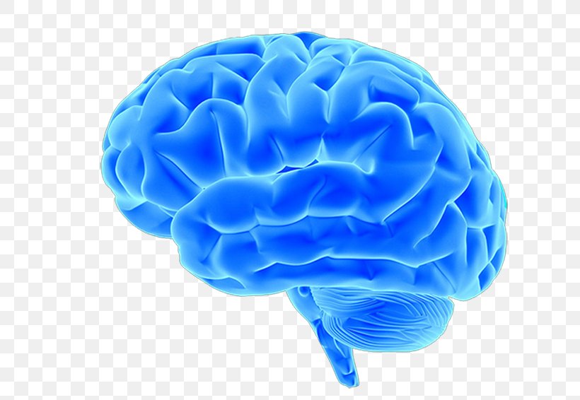 Blue Brain Project Neuroimaging Pink Brain, Blue Brain: How Small ...