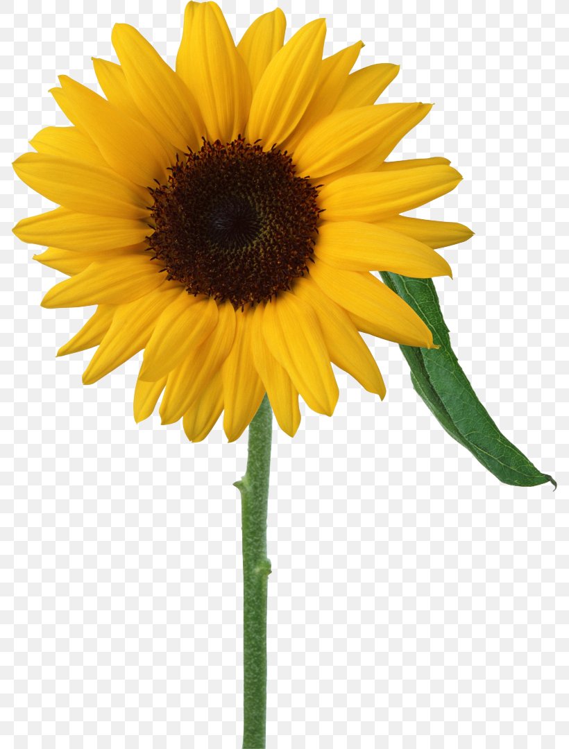 Common Sunflower Clip Art, PNG, 787x1080px, Common Sunflower, Annual Plant, Asterales, Daisy Family, Flower Download Free