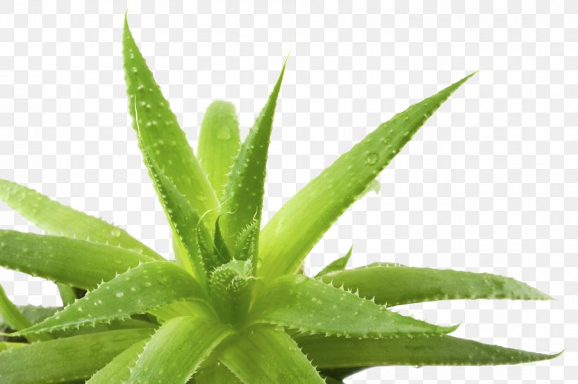 Aloe Vera Aloe Ferox Gel, PNG, 1698x1131px, Aloe Vera, Aloe, Aloe Ferox, Dermatitis, Gel Download Free