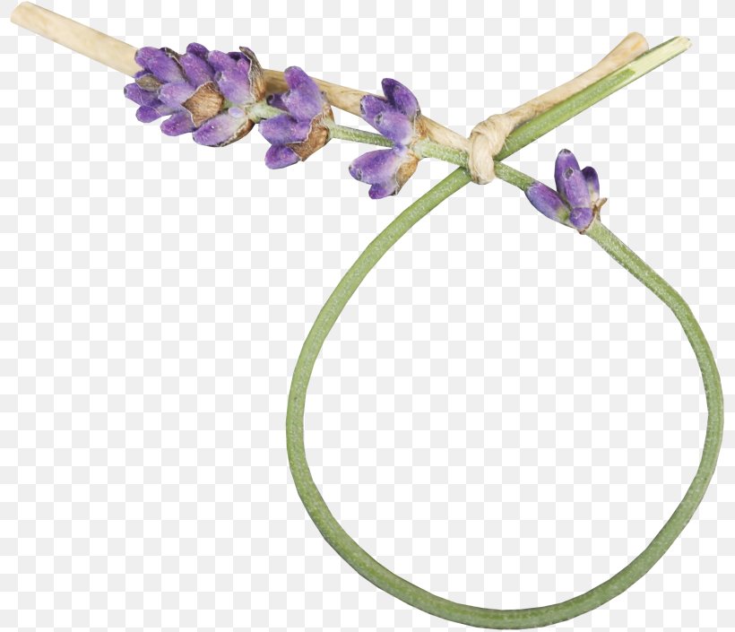 Lavender Flower Picture Frames, PNG, 800x705px, Lavender, Email, Flower, Flowering Plant, Liveinternet Download Free