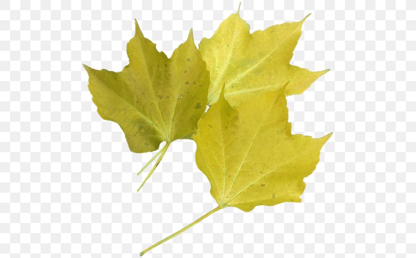 Maple Leaf Clip Art Plane Trees, PNG, 500x509px, Maple Leaf, Autumn Leaf Color, Color, Image File Formats, Leaf Download Free