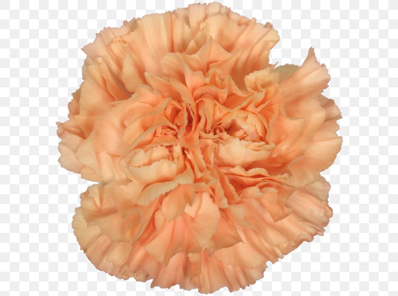 Petal Pink M Cut Flowers Carnation RTV Pink, PNG, 600x610px, Petal, Carnation, Cut Flowers, Flower, Orange Download Free