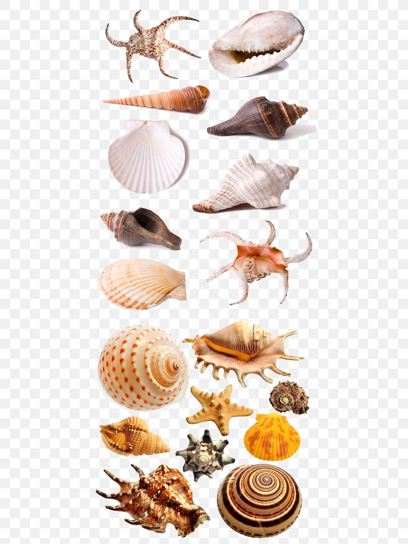 Seafood Seashell Download, PNG, 460x1092px, Seafood, Animal Product, Animal Source Foods, Clams Oysters Mussels And Scallops, Cockle Download Free