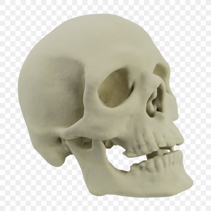 Skull 3D Printing Skeleton Bone, PNG, 2440x2440px, 3d Computer Graphics, 3d Printing, Skull, Anatomy, Bone Download Free