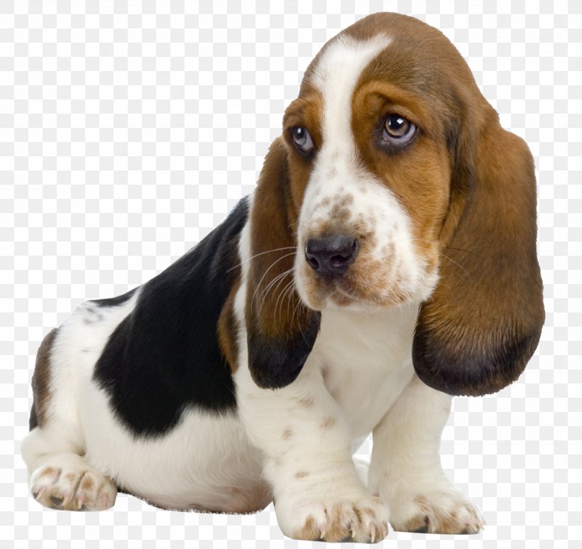 Basset Hound Beagle St. Bernard Puppy Kitten, PNG, 2653x2504px, Basset Hound, Beagle, Breed, Carnivoran, Companion Dog Download Free
