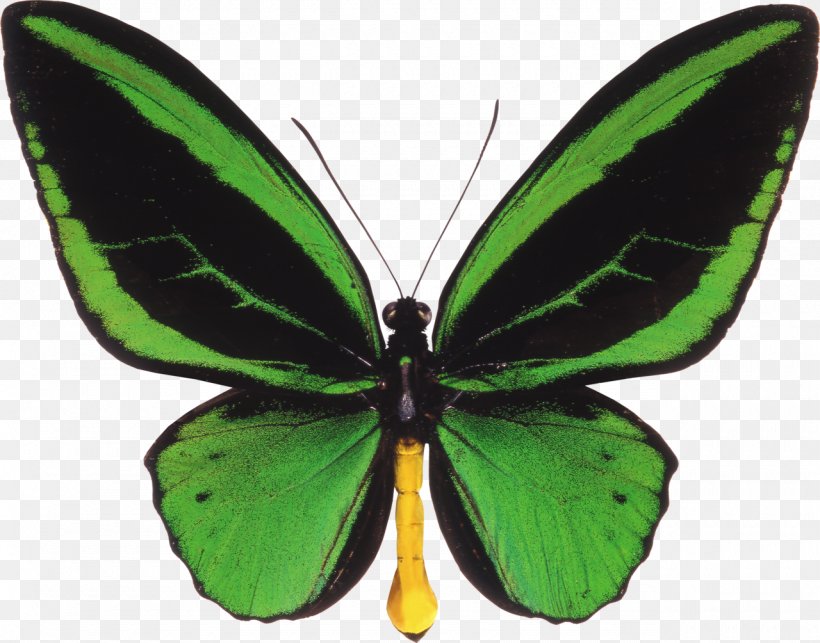 Butterfly Ornithoptera Priamus Birdwing Ornithoptera Euphorion, PNG, 1280x1004px, Butterfly, Arfak Mountains, Arthropod, Birdwing, Brush Footed Butterfly Download Free