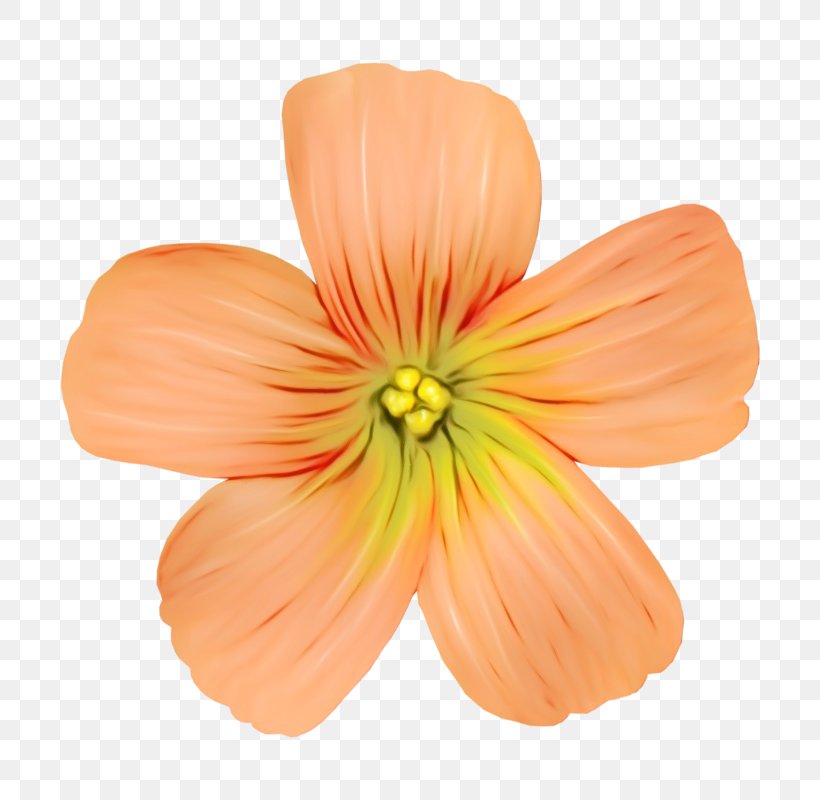 Orange, PNG, 800x800px, Watercolor, Flower, Flowering Plant, Herbaceous Plant, Orange Download Free