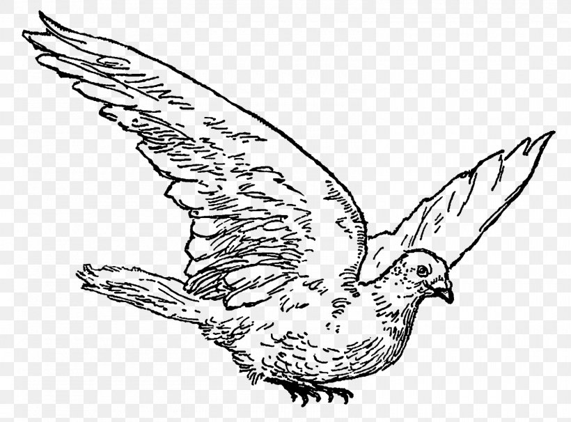Drawing Line Art Bird Clip Art, PNG, 1600x1183px, Drawing, Art, Artwork, Beak, Bird Download Free