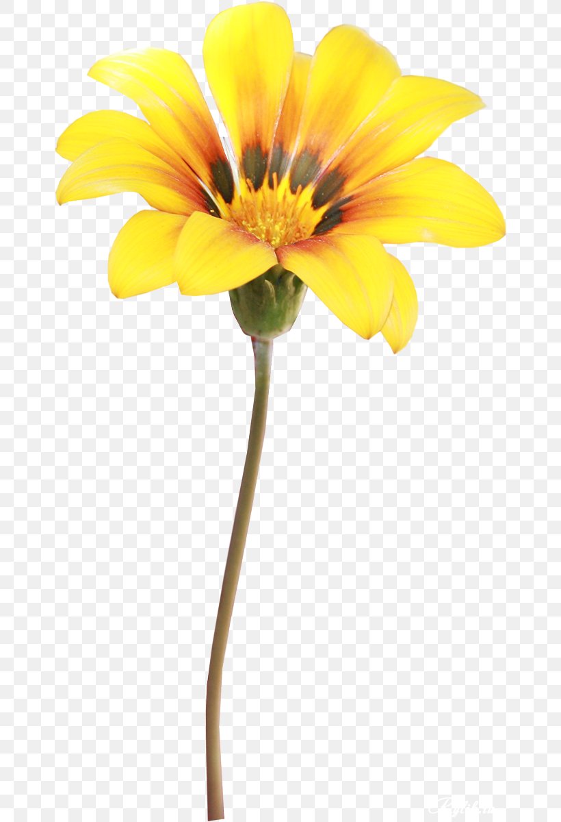 Flower RAR Yellow, PNG, 662x1200px, Flower, Archive File, Computer Software, Cut Flowers, Daisy Family Download Free