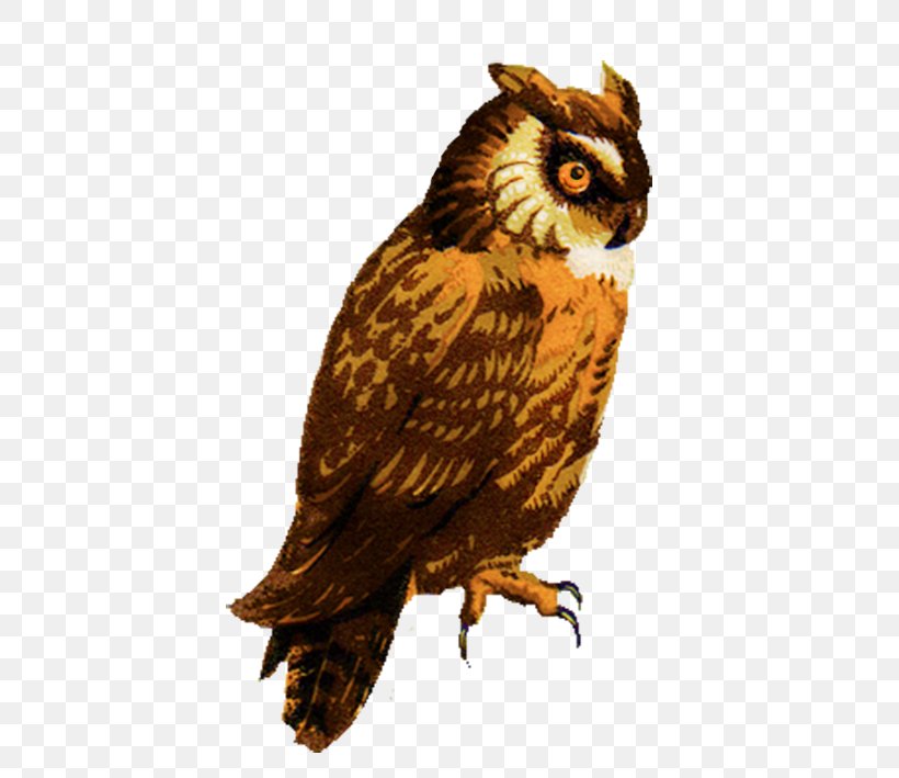 Great Horned Owl Drawing Barred Owl Clip Art, PNG, 423x709px, Owl, Barn Owl, Barred Owl, Beak, Bird Download Free